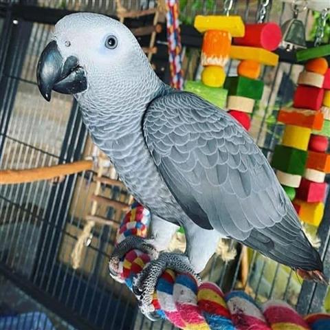 $300 : African Grey Congo for sale image 2