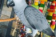 $300 : African Grey Congo for sale thumbnail