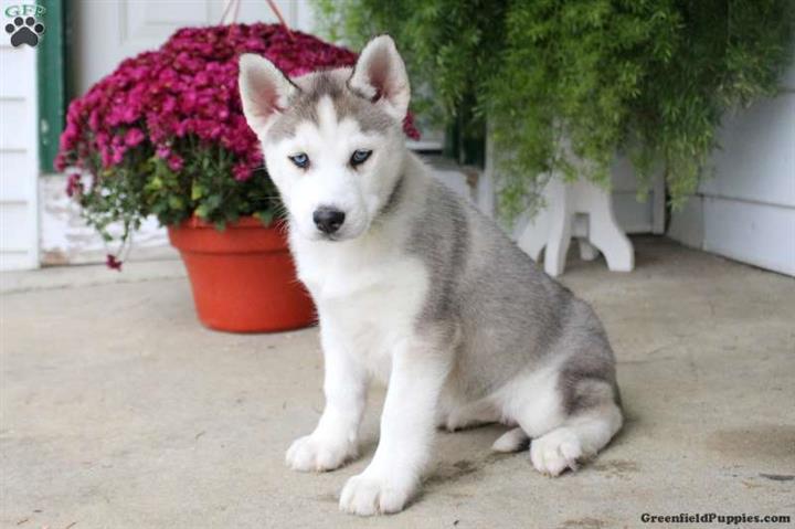 $690 : Siberian Husky male & female image 4