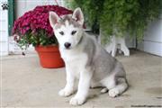 $690 : Siberian Husky male & female thumbnail