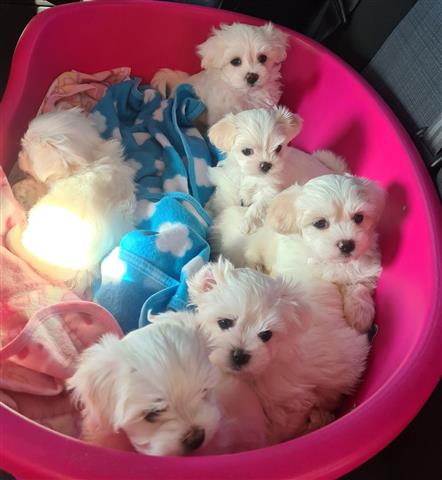 $500 : Nice and Healthy Maltese Pupps image 2