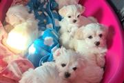 $500 : Nice and Healthy Maltese Pupps thumbnail