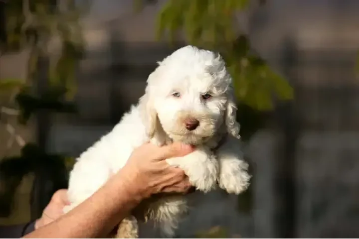 $1700 : 3 mini whoodle puppies. image 3