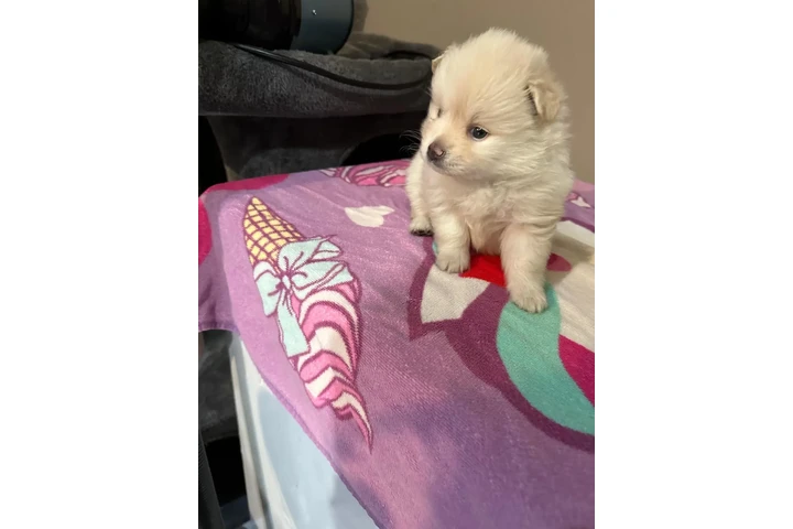 🐶 PERRITOS EN VENTA 🐶 image 5
