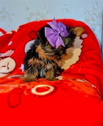 Cachorro Yorkie macho image 1