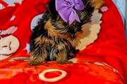 Cachorro Yorkie macho en Tampa