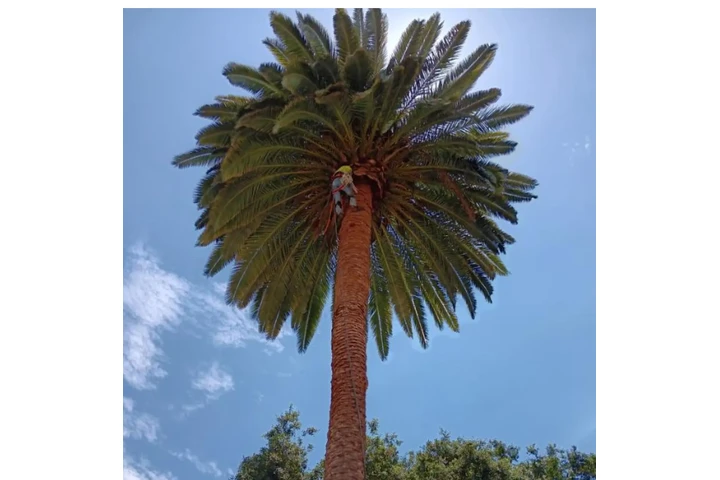 Trees cervise image 6