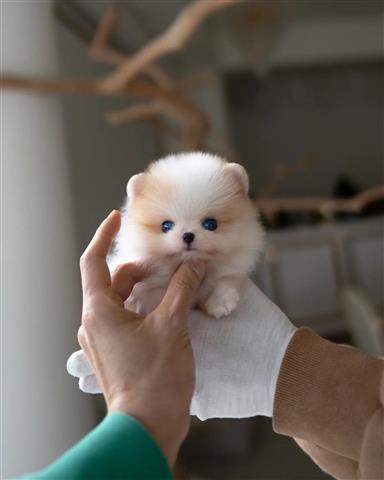 $300 : Pomeranian puppies for sale image 1