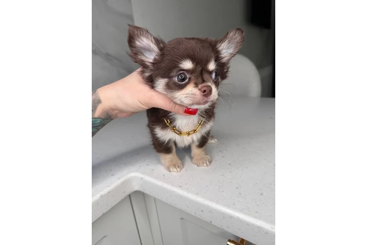 $300 : Teacup Chihuahua puppies image 5