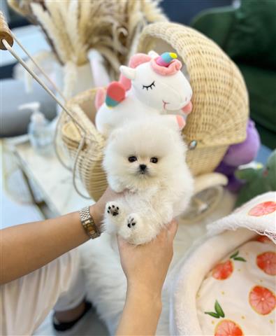 $300 : Teacup Pomeranian puppies image 4