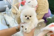 $300 : Teacup Pomeranian puppies thumbnail