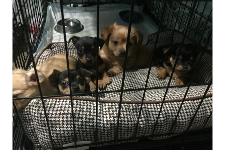 $350 : Perros Chihuahuas image 3