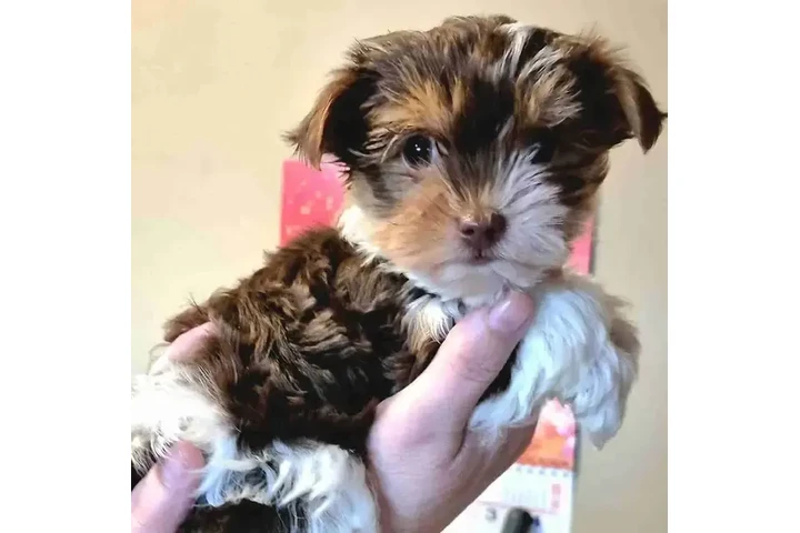 $1200 : Female chocolate biewer Yorkie image 3