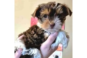 $1200 : Female chocolate biewer Yorkie thumbnail