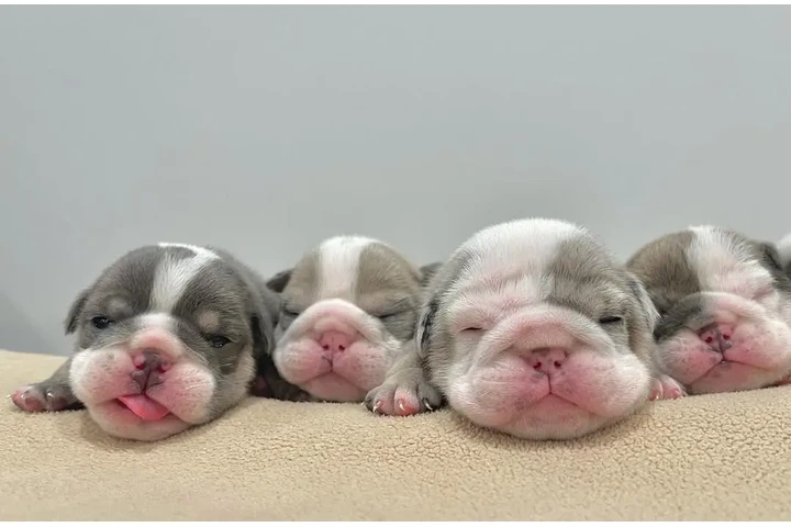 $350 : Cachorros Bulldog Inglés image 1
