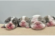 Cachorros Bulldog Inglés en Laredo