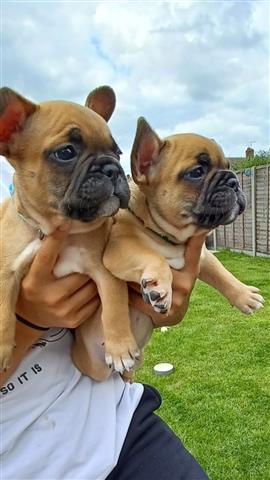 $1000 : Cachorros de bulldog francés image 1