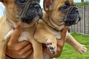 $1000 : Cachorros de bulldog francés thumbnail