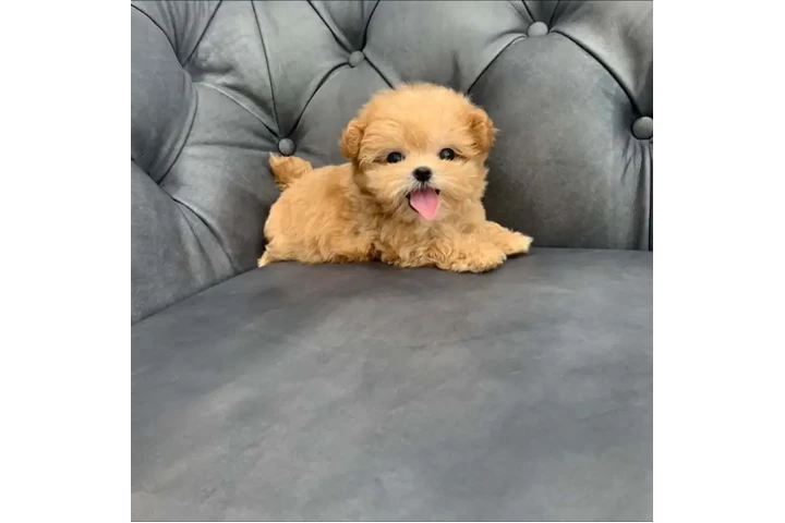 $350 : Maltipoo image 2