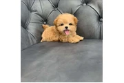 $350 : Maltipoo thumbnail