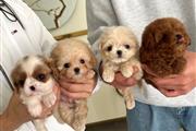 Mini Maltipoo Poodle Cachorros en Orange County