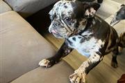 Rehoming fee Frenchbulldog thumbnail