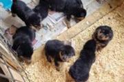 Rottweilers pedigree certifica