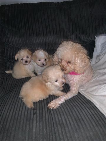 Maltese puppies image 1