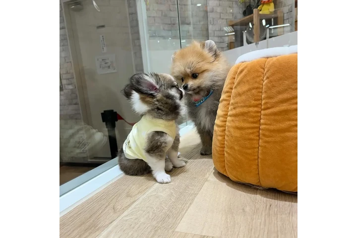 $580 : Pomerania y Chihuahua image 2