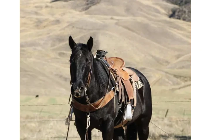 $1500 : Horse available for sale near image 1