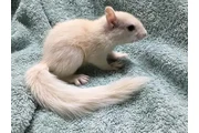 $290 : Adorable ardilla en adopción thumbnail