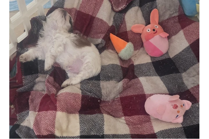 $650 : 4 shitzu 100%puros image 5