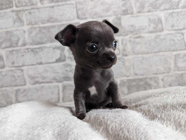 $650 : Adorable chihuahua puppies image 2