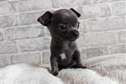 $650 : Adorable chihuahua puppies thumbnail