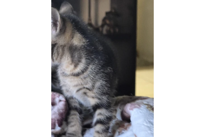 $10 : Free kittens image 2