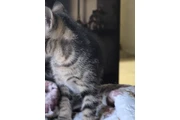 $10 : Free kittens thumbnail