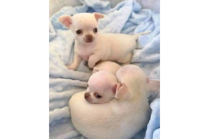 $350 : Chihuahua puppies image 2