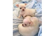 $350 : Chihuahua puppies thumbnail