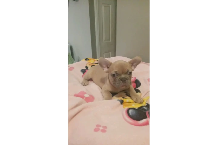 POMERANIANS Y SHIH-TZU 🐕 image 3