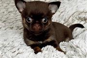 $450 : Chihuahua puppies for adoption thumbnail