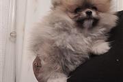 $500 : Cachorros de Pomerania thumbnail