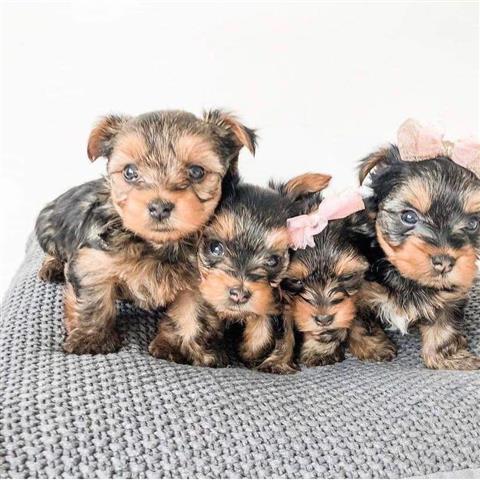 $300 : Preciosos cachorros yorkie image 1