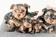 Preciosos cachorros yorkie en Avon Park