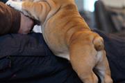 $600 : Cachorros de pura raza Bulldog thumbnail