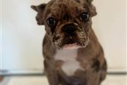 $1800 : Bulldog Francés Merle thumbnail