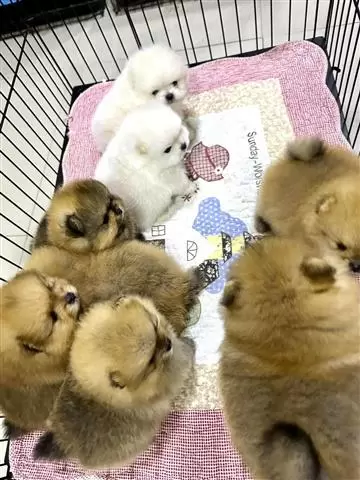 $400 : pomeranian puppies image 2