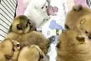 $400 : pomeranian puppies thumbnail