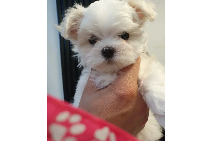 KC Registered Maltese image 2