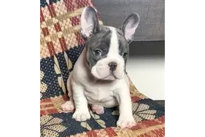 $350 : Bulldog francés tienen un exce image 2