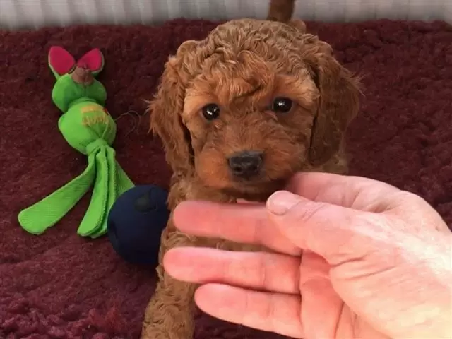 Amazing Cavapoo puppies image 3